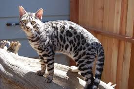 Bengal cats bengal kittens bengal cat breeders bengal kitten breeders bengal cat texas tx bengal cats bengal kittens texas star bengals tica registered bengal cats kittens for sale in dallas fort worth texas reputable texas bengal breeder dfw metroplex be. Pin On Love Cats