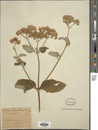 Image result for Bothriocline longipes