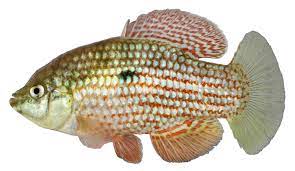 Fishes In The Fresh Waters Of Florida Gallery Discover Fishes