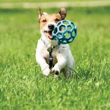 Get answers from wagging tails pet resort staff and past visitors. Happy Tails Pet Resort