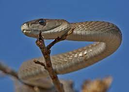 The Big Five And Beyond Wild For African Wildlife Black Mamba Snake Black Mamba African Wildlife