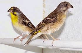 Suara ayam mutiara sangat nyaring, dan di beberapa negara ayam ini dikembangbiakkan untuk diambil daging dan telurnya. Perbedaan Blackthroat Jantan Dan Betina Om Kicau Ciri Blackthroat Jantan Dan Betina Dewasa Dan Trotolan Lengkap Hobi Burung Bapakkaka