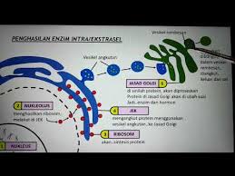 Kebanyakan enzim yang dihasilkan oleh sel khusus dirembes keluar daripada sel. Spm Biologi Lagu Organel Sel Dan Penghasilan Enzim Oleh Cikgu Fatin Youtube