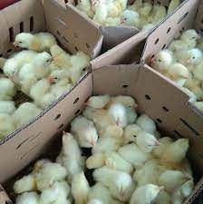 Chicks