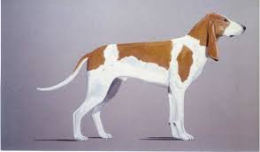 Image result for švycký honič