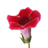 Gloxinia Flower Cha Gloxinia