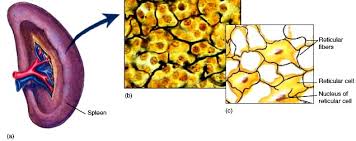 Reticular connective tissue is a type of connective tissue with a network of reticular fibers, made of type iii collagen (reticulum = net or network). Connective Tissue