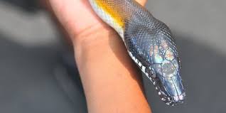 Nah ini dia si black rat snake. 13 Jenis Ular Piton Yang Harus Diwaspadai Lilitannya Mematikan Merdeka Com
