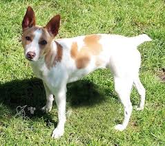 We did not find results for: About The Colors Nrta National Rat Terrier Association Facebook