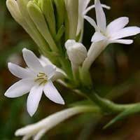 Scientific Classification Of Tuberose