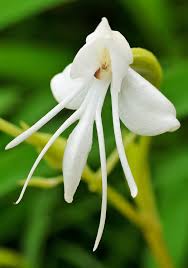 Image result for Habenaria