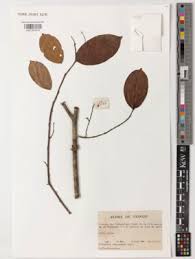 Image result for Brazzeia