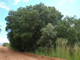 Image result for Syzygium cordatum