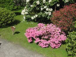 We did not find results for: Where To Plant Rhododendron