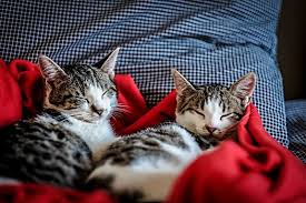 My cats have all been if the puddy is allowed enough time & exercise/stimulation outside the crate otherwise, it should not be harmful. How To Crate Train A Cat Or Kitten Pet Carrier Verdict