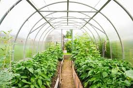 They're highly nutritious and very easy to grow, and planting them is an easy option for. Cold Hardy Winter Veggies In A Unheated Greenhouse Millcreek Gardens