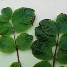 Death to bayshore 4.2 power: Development Of Mouse Ear Leaves In Ni2 Deficient Pecans Download Scientific Diagram