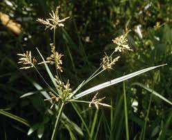 Image result for Cyperus costatus