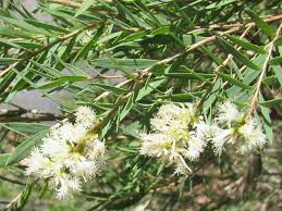 Image result for Melaleuca sp. A (Biegel 5741)