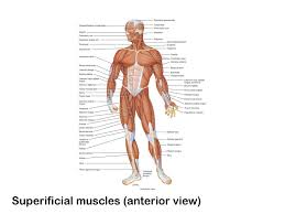 The human body human body unit muscle anatomy body anatomy apologia anatomy muscle diagram muscular system human anatomy and physiology anatomy study. Superificial Muscles Anterior View Ppt Download