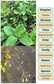 Image result for Kalanchoe pinnata