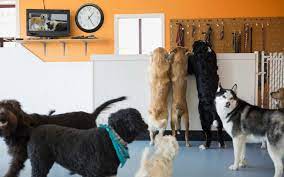 People who don't share our love and respect for animals cannot work at happy tails. Pin On Happy Paws