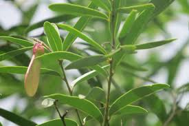 Image result for Securidaca longepedunculata