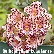 Image result for Bulbophyllum sandersonii
