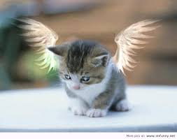 Whether you're a cat or a dog person, you simply can't deny that cats have a majestic and mysterious kind of beauty. Cats And Dogs Blog This Is The Most Beautiful Cat In The World