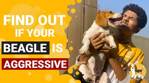 Maybe you would like to learn more about one of these? How To Stop Aggressive Behavior Of Your Beagle Puppy Beagle Care