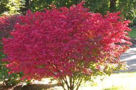 Burning Bush Fertilizing Shrubs Planting Shrubs Shrubs