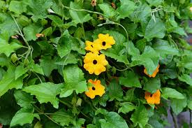 Image result for Thunbergia stelligera