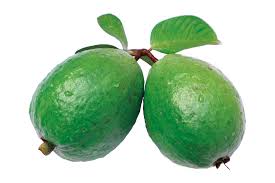 Jambu biji disebut juga jambu klutuk jambu watu jambu siki. Jambu Biji Daun Foto Gratis Di Pixabay