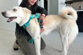 The 5 Best Harness for Dogs That Pull, Tested and Reviewed
