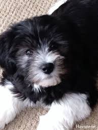 We did not find results for: Havanese Dogs Red Havanese Puppies Puppies Havanese Dogs