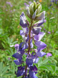 Image result for Lupinus mexicanus