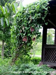 Image result for Aristolochia littoralis