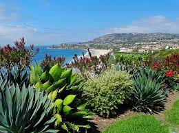 Maybe you would like to learn more about one of these? Best Tropical Plants To Use For Your Pool Landscaping In Texas