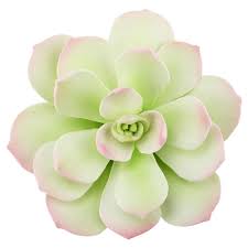 Check spelling or type a new query. Light Pink Green Starburst Gum Paste Succulent Layer Cake Shop
