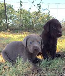 Maybe you would like to learn more about one of these? Akc Silver Lab Puppies Champion Lines For Sale In Weatherford Texas Classified Americanlisted Com
