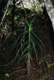 Image result for Aloe mossurilensis