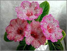 Gloxinia Flowers Unusual Flowers Beautiful Flowers Wonderful Flowers