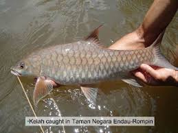 Ikan loma(thynnichthys thynnoides) adalah merupakan ikan air tawar yang terdapat didalam beberapa batang sungai dinegara kita dan ia selalunya bergerak dalam kumpulan yang besar. Penyelidik Upm Cari Makanan Terbaik Untuk Raja Sungai Universiti Putra Malaysia
