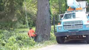 Pauls tree service — 228 highway 1207, deville, louisiana 71328 — оценка 5 на основании 13 отзывов «totally satisfied with the services provided each and. Paul S Tree Service Home Facebook