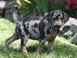 All Black Catahoula Leopard Dog Catahoula Puppy Neeeed Leopard Dog Catahoula Leopard Dog Louisiana Catahoula Leopard Dog