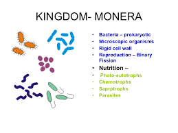 plant kingdom classification