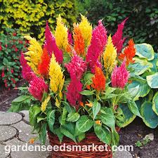 Image result for Celosia argentea