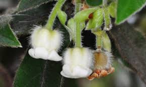 Image result for Cassinopsis tinifolia