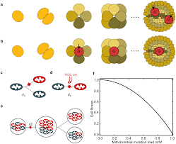 Simplifying the way we represent certain things makes them easier to learn about and understand. Selection For Mitochondrial Quality Drives Evolution Of The Germline