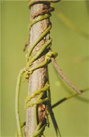 Image result for Cassytha filiformis